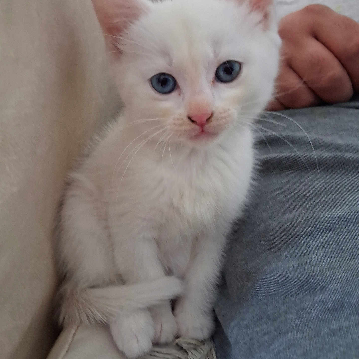 Neige a rejoint le concours — aidez-le/la à gagner de superbes lots ! kitten, cat, white_fur, blue_eyes, pink_nose, fluffy, young_animal, pet, sitting, close_up, portrait, indoors, couch, denim, human_hand, whiskers, ears, paws, soft_fur, adorable
