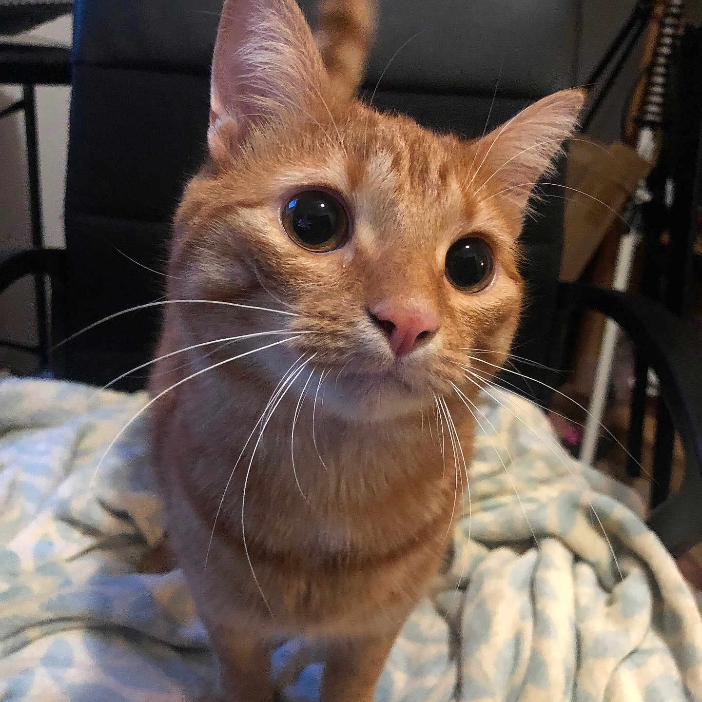 Rooby-San a rejoint le concours — aidez-le/la à gagner de superbes lots ! abyssinian, animal, armchair, blanket, cat, chair, couch, cushion, furniture, homedecor, indoors, kitten, linen, manx, pet, quilt, siamese, towel, wood