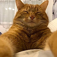 Rooby-San participe au concours pour gagner de l'argent avec cette photo : abyssinian, animal, architecture, bed, bedroom, blanket, building, cat, couch, cushion, furniture, homedecor, indoors, kitten, livingroom, manx, person, pet, room, sleeping