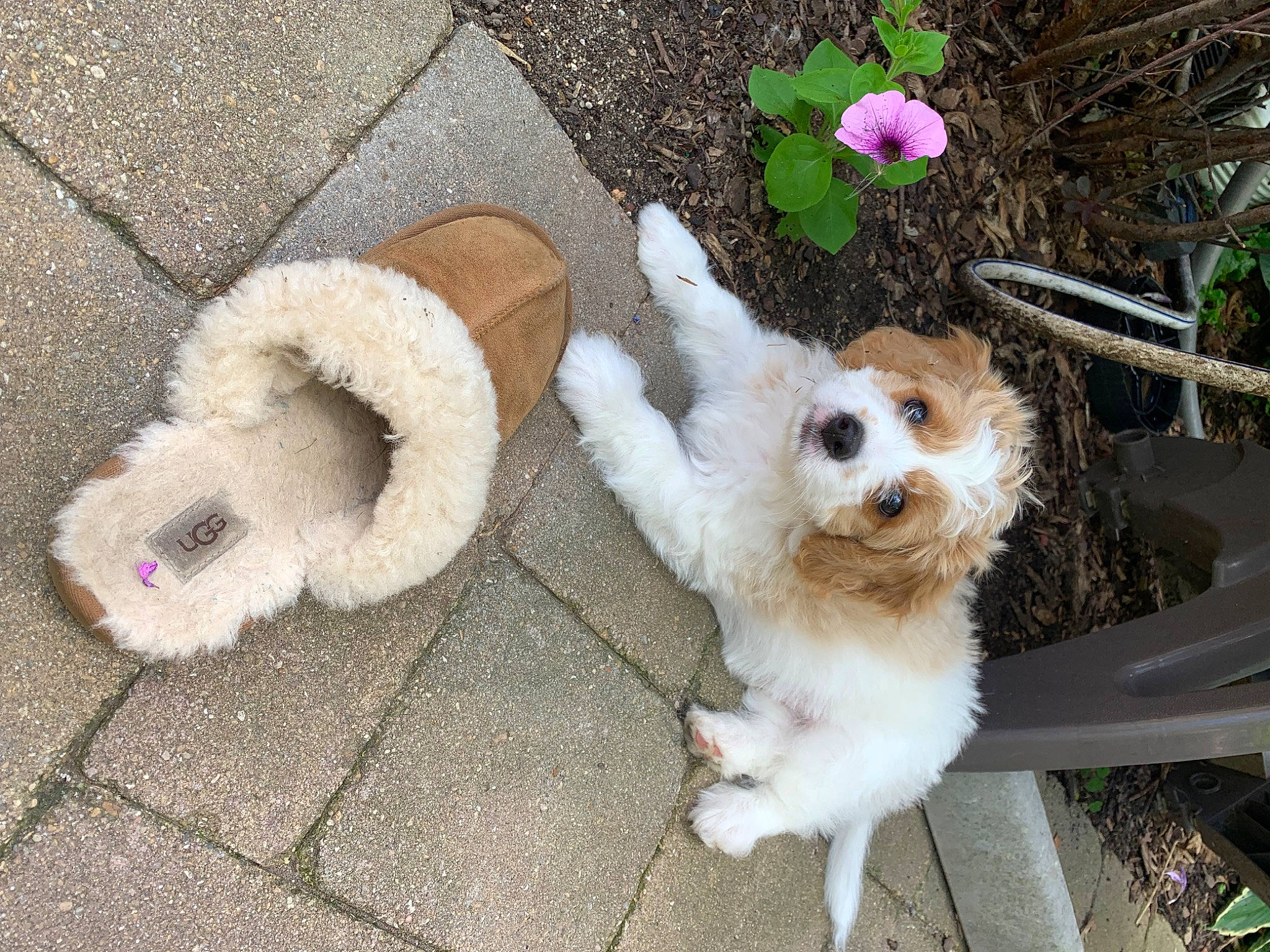 Doug joined the competition — help win amazing prizes! canidae, carnivore, companion_dog, dog, dog_breed, dog_supply, fawn, flower, flowerpot, fur, plant, road_surface, snout, sporting_group, tail, terrier, toy, toy_dog, wheel