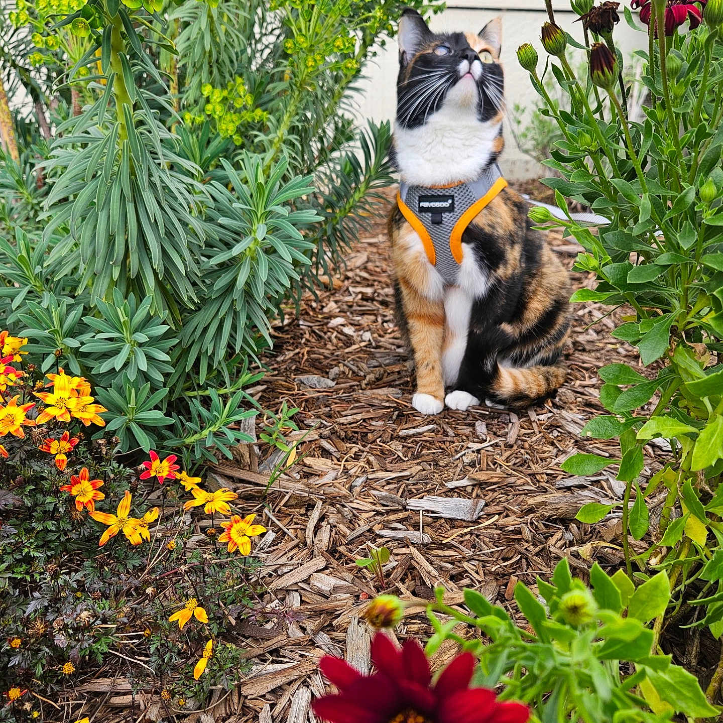 Penny joined the competition — help win amazing prizes! daisy, flower, garden, geranium, grass, herbal, herbs, jar, leaf, nature, outdoors, petal, plant, planter, pottedplant, pottery, soil, summer, vase, vegetation