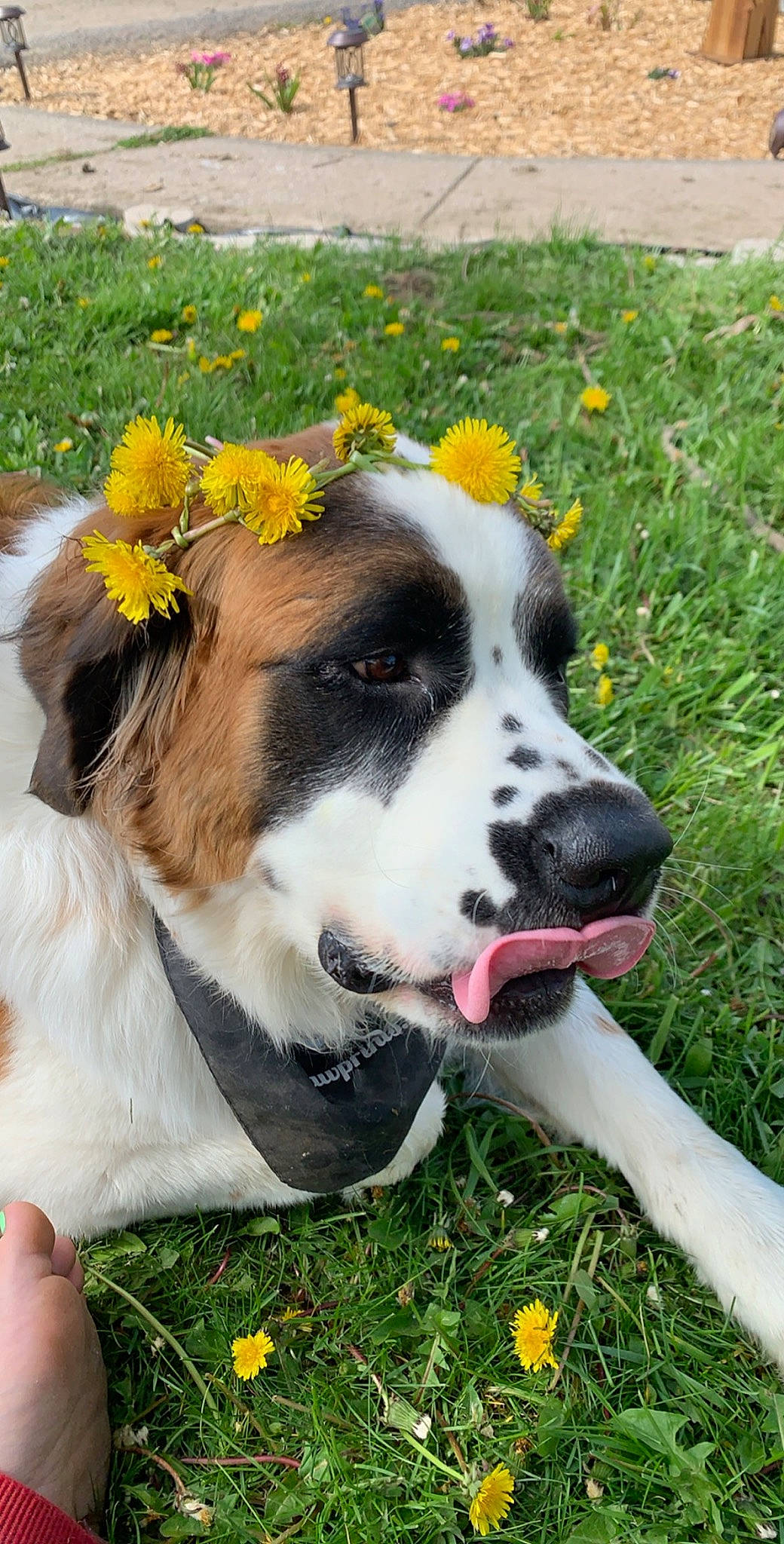 Arabella is registered to the contest to win money with this photo: canidae, carnivore, companion_dog, dog, dog_breed, drentse_patrijshond, grass, mammal, moscow_watchdog, plant, snout, sporting_group, st_bernard, vertebrate, working_dog