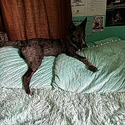 Buster joined the competition — help win amazing prizes! dog, bed, blanket, pillow, furry, indoor, resting, animal, pet, curtains, wall, certificate, poster, teal_wall, furniture, relaxed, paw, ears_up, looking_away, cozy