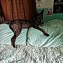 dog, bed, blanket, pillow, furry, indoor, resting, animal, pet, curtains, wall, certificate, poster, teal_wall, furniture, relaxed, paw, ears_up, looking_away, cozy