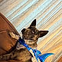 Buster is registered to the contest to win money with this photo: dog, blue_eyes, costume, shark_costume, couch, indoor, curtains, brown_furniture, pet, animal, relaxed, furry, ears, snout, playful, blue, fabric, domestic, cute, portrait