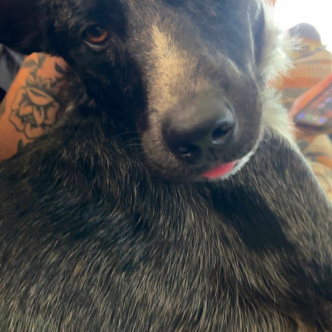 Buster joined the competition — help win amazing prizes! animal, black_and_white_fur, blurred_background, close_up, companion, cozy, dog, domestic_animal, ear, face, fur, human_arm, indoor, nose, pet, relaxed, sleepy, soft_light, tattoo, tongue