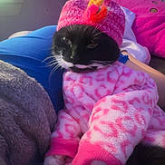 Stella is registered to the contest to win money with this photo: cat, black_and_white_cat, pink_clothing, knitted_hat, colorful_hat_decoration, blanket, person, indoor, cozy, resting, feline, patterned_wall, soft_lighting, pink_blanket, fabric_texture, couch, relaxed, whiskers, paw, cute_outfit