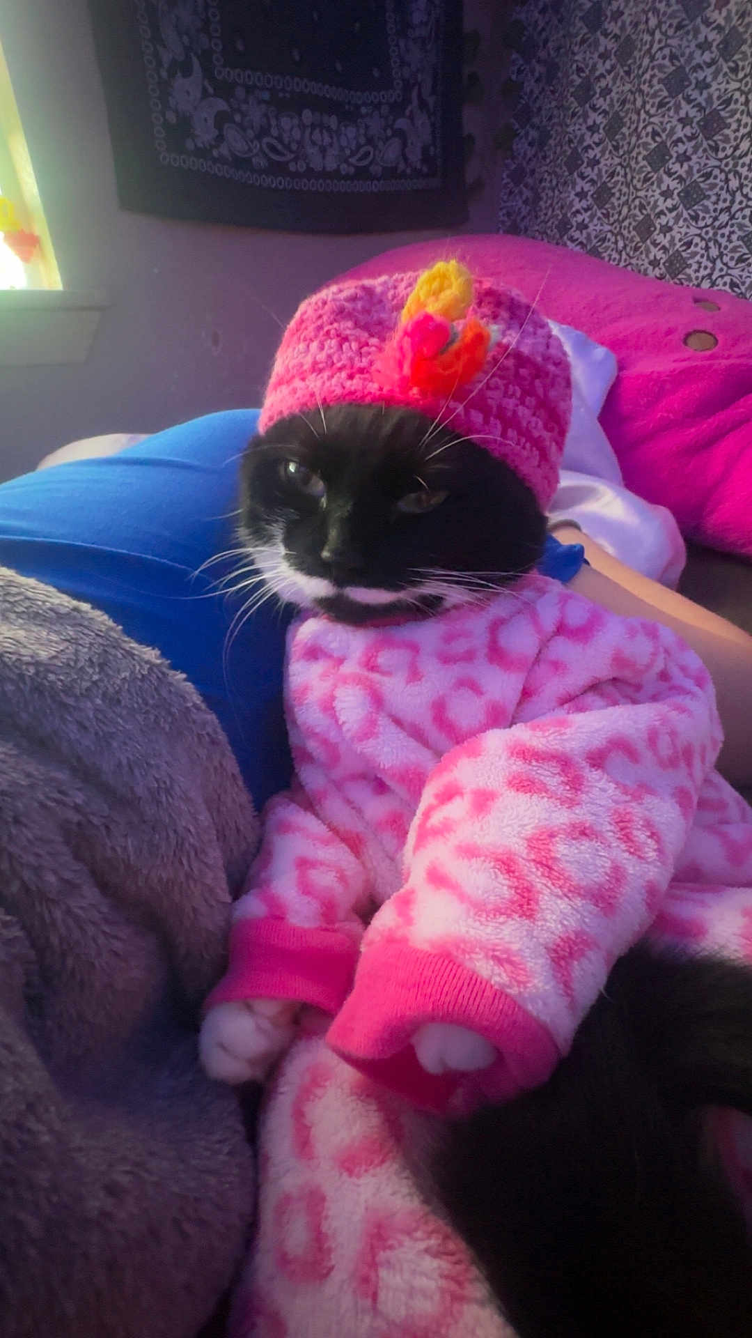 Stella is registered to the contest to win money with this photo: cat, black_and_white_cat, pink_clothing, knitted_hat, colorful_hat_decoration, blanket, person, indoor, cozy, resting, feline, patterned_wall, soft_lighting, pink_blanket, fabric_texture, couch, relaxed, whiskers, paw, cute_outfit