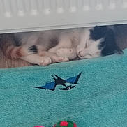 Vanille participe au concours pour gagner de l'argent avec cette photo : kitten, sleeping, cat, floor, towel, blue_towel, bat_design, toy, ball, indoor, pet, animal, fur, whiskers, relaxation, cozy, cute, small, resting, domestic