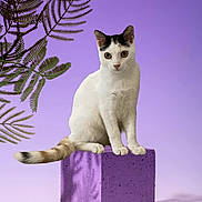 Vanille participe au concours pour gagner de l'argent avec cette photo : animal, black_markings, brown_tail, cat, curious, cute, feline, fern, indoor, isolated, looking_at_camera, minimalist, pet, plant, portrait, purple_background, purple_cube, sitting, studio_shot, white_cat