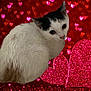 Vanille a rejoint le concours — aidez-le/la à gagner de superbes lots ! adorable, animal, background, black_and_white, cat, closeup, cute, cute_pet, decorative, feline, fluffy, glitter, heart_shape, holiday, love, pet, pink, red_background, sparkle, valentine