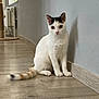 Vanille a rejoint le concours — aidez-le/la à gagner de superbes lots ! alert, animal, black_markings, calm, cat, curious, cute, domestic, feline, flooring, indoor, orange_tail, pet, quiet, shadow, sitting, wall, white_cat, wooden_floor, young_cat