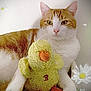 cat, orange_and_white_cat, plush_toy, yellow_duck, stuffed_animal, pet, animal, floral_background, flowers, soft_lighting, indoor, cute, relaxed, cozy, close_up, portrait, fur, whiskers, toy, sitting