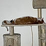 cat, cats, cat_tree, sleeping, napping, pet, indoor, feline, animal, fur, resting, toy, orange, white, beige, multi_level, paw, cozy, domestic, cute
