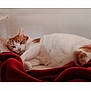 cat, orange_and_white_cat, lying_down, relaxed, indoor, blanket, red_blanket, pet, sleepy, feline, cozy, resting, soft_fabric, domestic_animal, cute, fur, whiskers, head, paw, home