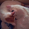 cat, sleeping, curled_up, white_fur, orange_fur, cozy, blanket, indoor, pet, cute, fur, animal, resting, soft, close_up, snuggling, peaceful, companion, warm_lighting, relaxation