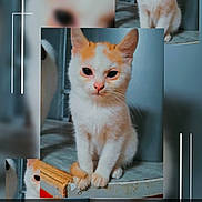 Yuji a rejoint le concours — aidez-le/la à gagner de superbes lots ! cat, kitten, orange_and_white, collage, pet, cute, animal, feline, sitting, indoor, close_up, fur, whiskers, eyes, portrait, blurred_background, decorative_lines, text_overlay, named, adorable
