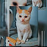 cat, kitten, orange_and_white, collage, pet, cute, animal, feline, sitting, indoor, close_up, fur, whiskers, eyes, portrait, blurred_background, decorative_lines, text_overlay, named, adorable