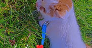 Yuji participe au concours pour gagner de l'argent avec cette photo : cat, grass, outdoor, pet, leash, harness, white, orange, animal, feline, nature, cute, domestic, fur, playful, summer, sunlight, resting, green, daytime