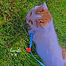 cat, grass, outdoor, pet, leash, harness, white, orange, animal, feline, nature, cute, domestic, fur, playful, summer, sunlight, resting, green, daytime