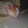 animal, cat, cat_tree, close_up, cozy, cute, domestic_cat, ears, feline, furniture, indoor, nose, orange_and_white, pet, quiet, relaxation, resting, sleeping, timestamp, whiskers