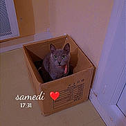Furya a rejoint le concours — aidez-le/la à gagner de superbes lots ! cardboard_box, cat, collar, corner, cozy, curious, door, feline, floor, green_eyes, heart_emoji, home, indoor, light, pet, shadow, sitting, text_overlay, timestamp, wall