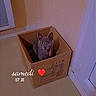 cardboard_box, cat, collar, corner, cozy, curious, door, feline, floor, green_eyes, heart_emoji, home, indoor, light, pet, shadow, sitting, text_overlay, timestamp, wall