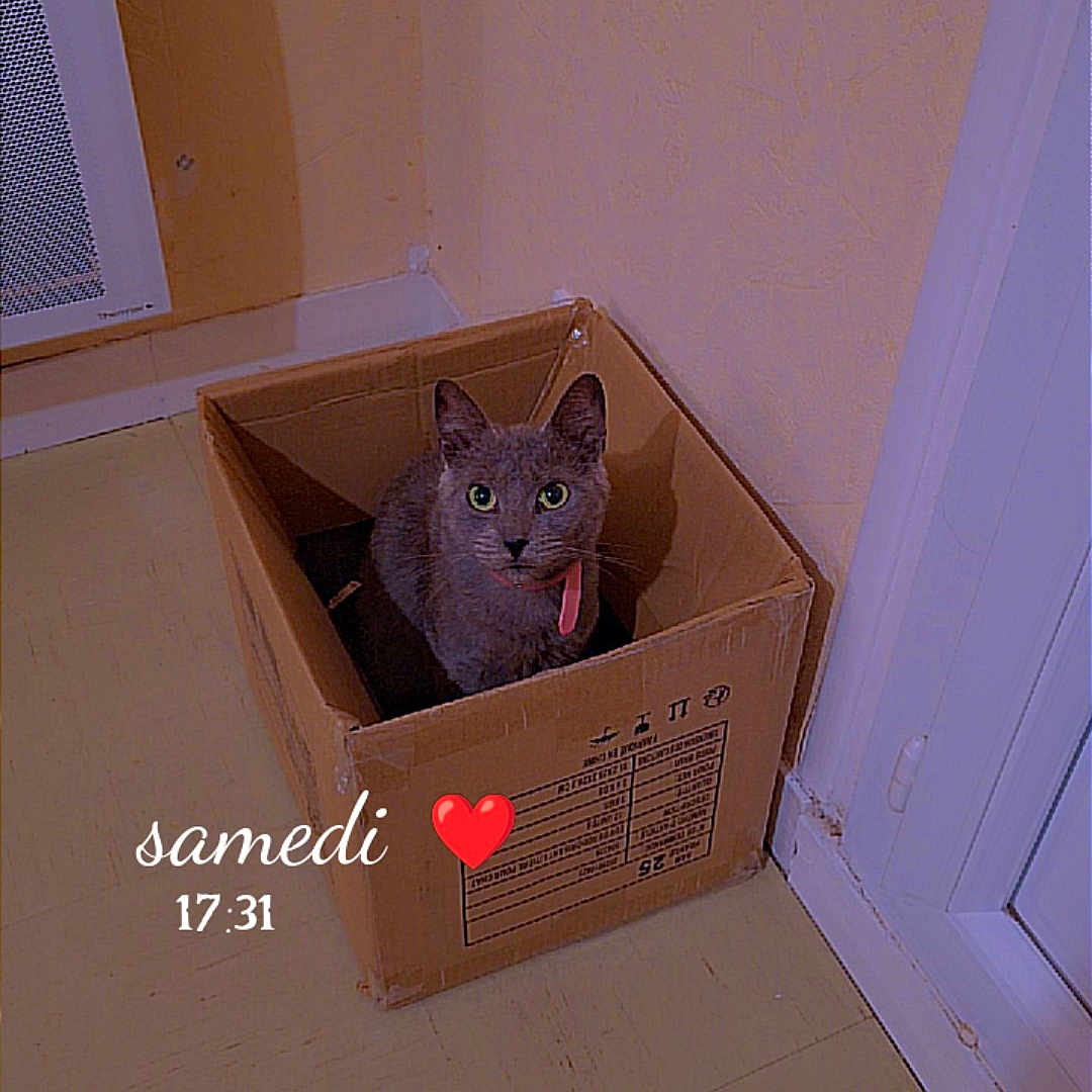 Furya a rejoint le concours — aidez-le/la à gagner de superbes lots ! cardboard_box, cat, collar, corner, cozy, curious, door, feline, floor, green_eyes, heart_emoji, home, indoor, light, pet, shadow, sitting, text_overlay, timestamp, wall