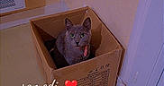 Furya a rejoint le concours — aidez-le/la à gagner de superbes lots ! cat, cardboard_box, indoor, floor, wall, door, yellow_wall, gray_cat, pet, looking_up, box, domestic_animal, collar, floor_tile, corner, feline, close_up, home, timestamp, heart_emoji