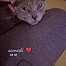 Furya participe au concours pour gagner de l'argent avec cette photo : cat, gray_cat, petting, hand, knee, clothing, indoor, resting, close_up, animal, feline, cozy, soft_lighting, casual, relaxation, human_interaction, companion, cute, comfort, domestic