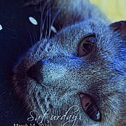 Furya participe au concours pour gagner de l'argent avec cette photo : cat, gray_cat, close_up, whiskers, fur, eyes, face, lying_down, indoor, pet, animal, blue_light, relaxed, curious, portrait, soft_light, timestamp, text_overlay, blurred_background, domestic_cat
