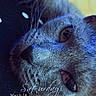 cat, gray_cat, close_up, whiskers, fur, eyes, face, lying_down, indoor, pet, animal, blue_light, relaxed, curious, portrait, soft_light, timestamp, text_overlay, blurred_background, domestic_cat