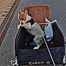 Blue a rejoint le concours — aidez-le/la à gagner de superbes lots ! dog, puppy, cargo_cart, street, sidewalk, leash, cardboard, plastic_bag, pavement, curious_expression, outdoor, pet, animal, walking, daytime, urban, black_cart, fence, concrete, leash_harness