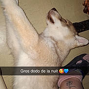 Blue participe au concours pour gagner de l'argent avec cette photo : dog, sleeping, floor, paw, person, footwear, tattoo, sandal, tile_floor, relaxing, indoor, light_brown_fur, companion, resting, cozy, animal, pet, human_leg, casual, text_overlay
