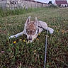 animal, canine, daytime, dog, field, flower, grass, greenery, house, husky, leash, nature, outdoor, pet, puppy, rural, sky, stone_blocks, stone_wall, young_dog