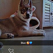 Blue a rejoint le concours — aidez-le/la à gagner de superbes lots ! animal, blue_eyes, cabinet, canine, cozy, cute, dog, ears, floor, furniture, home, indoor, light, pet_bed, puppy, resting, shadow, snout, wall, young