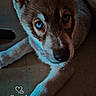 Blue participe au concours pour gagner de l'argent avec cette photo : dog, puppy, blue_eyes, indoor, floor, lying_down, pet, canine, closeup, portrait, animal, fur, ears, paw, looking_up, cute, calm, moody_lighting, timestamp, text_overlay