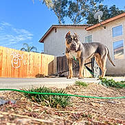 Cali is registered to the contest to win money with this photo: dog, backyard, fence, house, outdoor, daylight, grass, concrete, leash, pet, canine, animal, sunny, tree, satellite_dish, blue_sky, sidewalk, plant, yard, ears