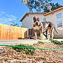 dog, backyard, fence, house, outdoor, daylight, grass, concrete, leash, pet, canine, animal, sunny, tree, satellite_dish, blue_sky, sidewalk, plant, yard, ears