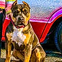 dog, animal, pet, sitting, car, vehicle, colorful, sparkly, person, clothing, sweater, outdoor, pavement, leash, collar, daylight, side_view, bright_colors, companion, portrait