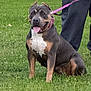 dog, canine, leash, grass, outdoor, pet, animal, sitting, panting, happy, collar, person, pants, nature, greenery, daylight, mammal, muscular, tongue, playful