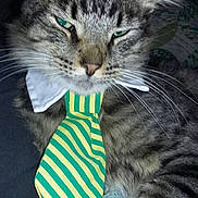 Thunder is registered to the contest to win money with this photo: