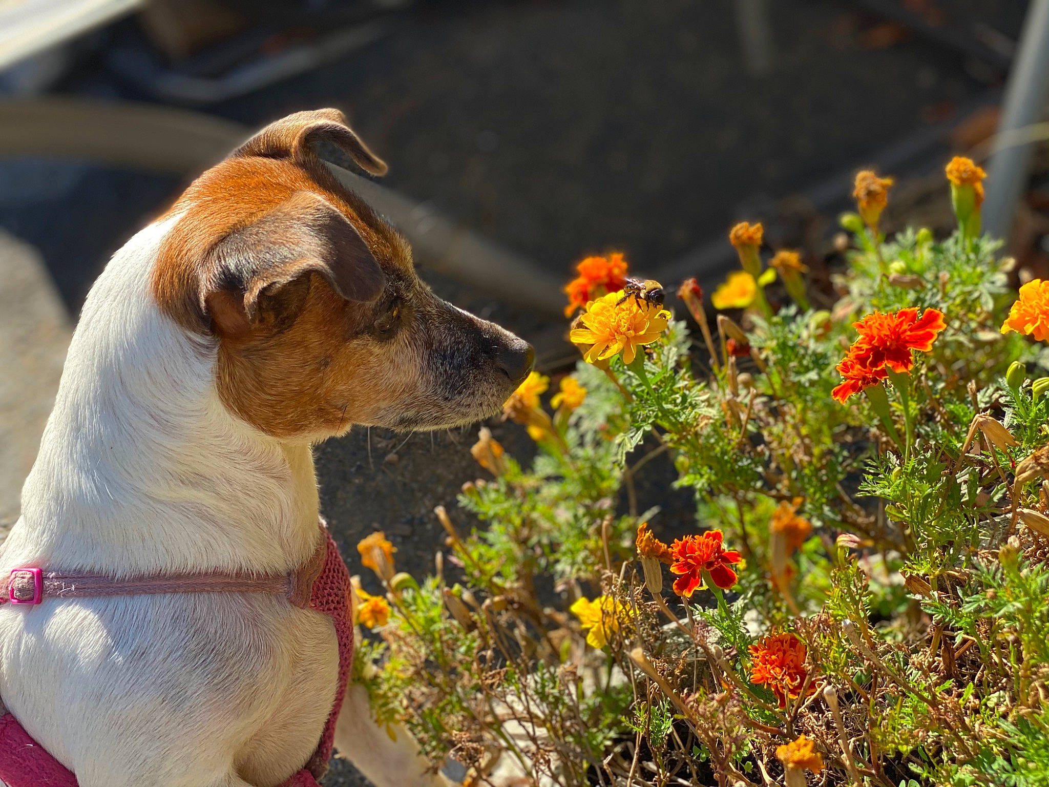 Cloe is registered to the contest to win money with this photo: canidae, carnivore, companion_dog, danish_swedish_farmdog, dog, dog_breed, fawn, flower, jack_russell_terrier, plant, plummer_terrier, puppy, rat_terrier, russell_terrier, snout, wildflower