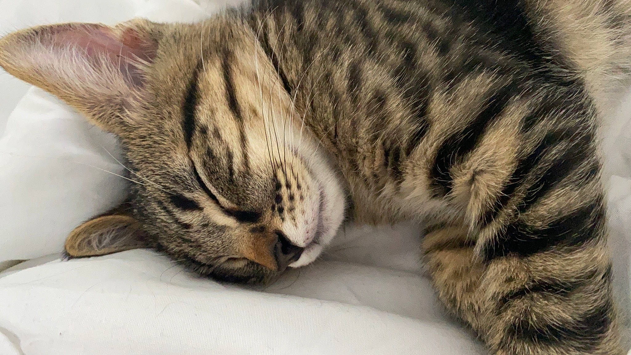 Stone a rejoint le concours — aidez-le/la à gagner de superbes lots ! carnivore, cat, claw, close_up, comfort, domestic_short_haired_cat, felidae, fur, paw, small_to_medium_sized_cats, snout, terrestrial_animal, whiskers, wildlife