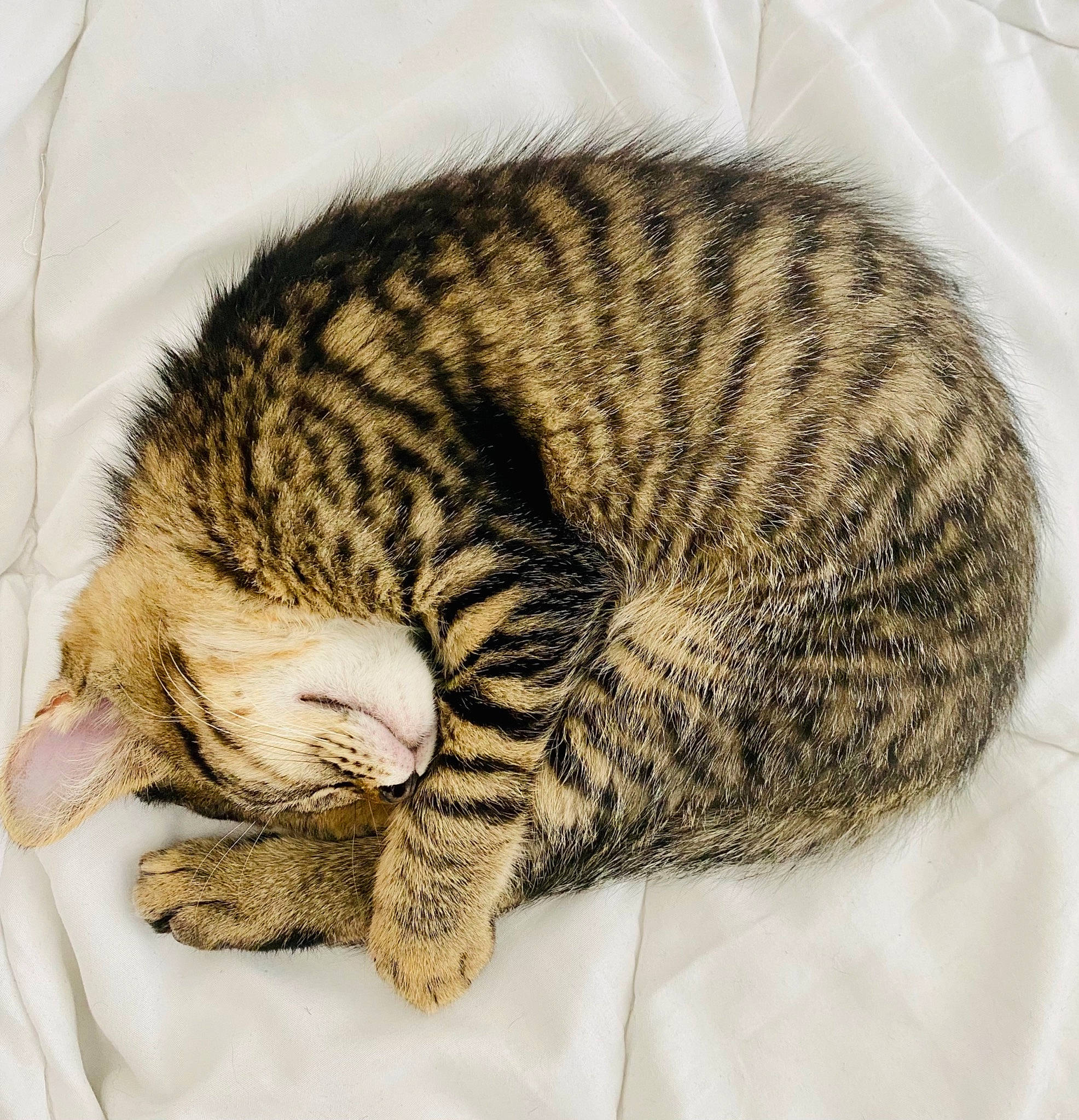 Stone participe au concours pour gagner de l'argent avec cette photo : carnivore, cat, cat_bed, claw, comfort, domestic_short_haired_cat, felidae, fur, nap, pattern, paw, sleep, small_to_medium_sized_cats, snout, terrestrial_animal, whiskers, wildlife