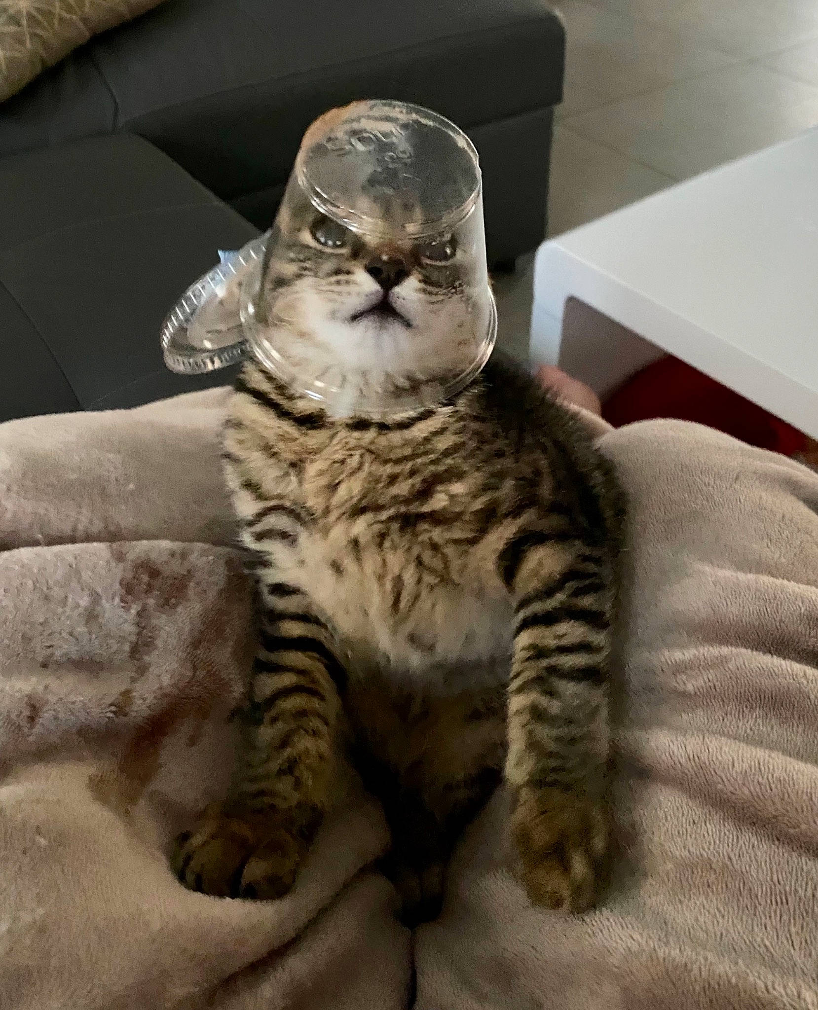 Stone a rejoint le concours — aidez-le/la à gagner de superbes lots ! artifact, carnivore, cat, comfort, couch, domestic_short_haired_cat, eyewear, fawn, felidae, foot, fur, glasses, jaw, paw, sitting, small_to_medium_sized_cats, snout, tail, terrestrial_animal, whiskers