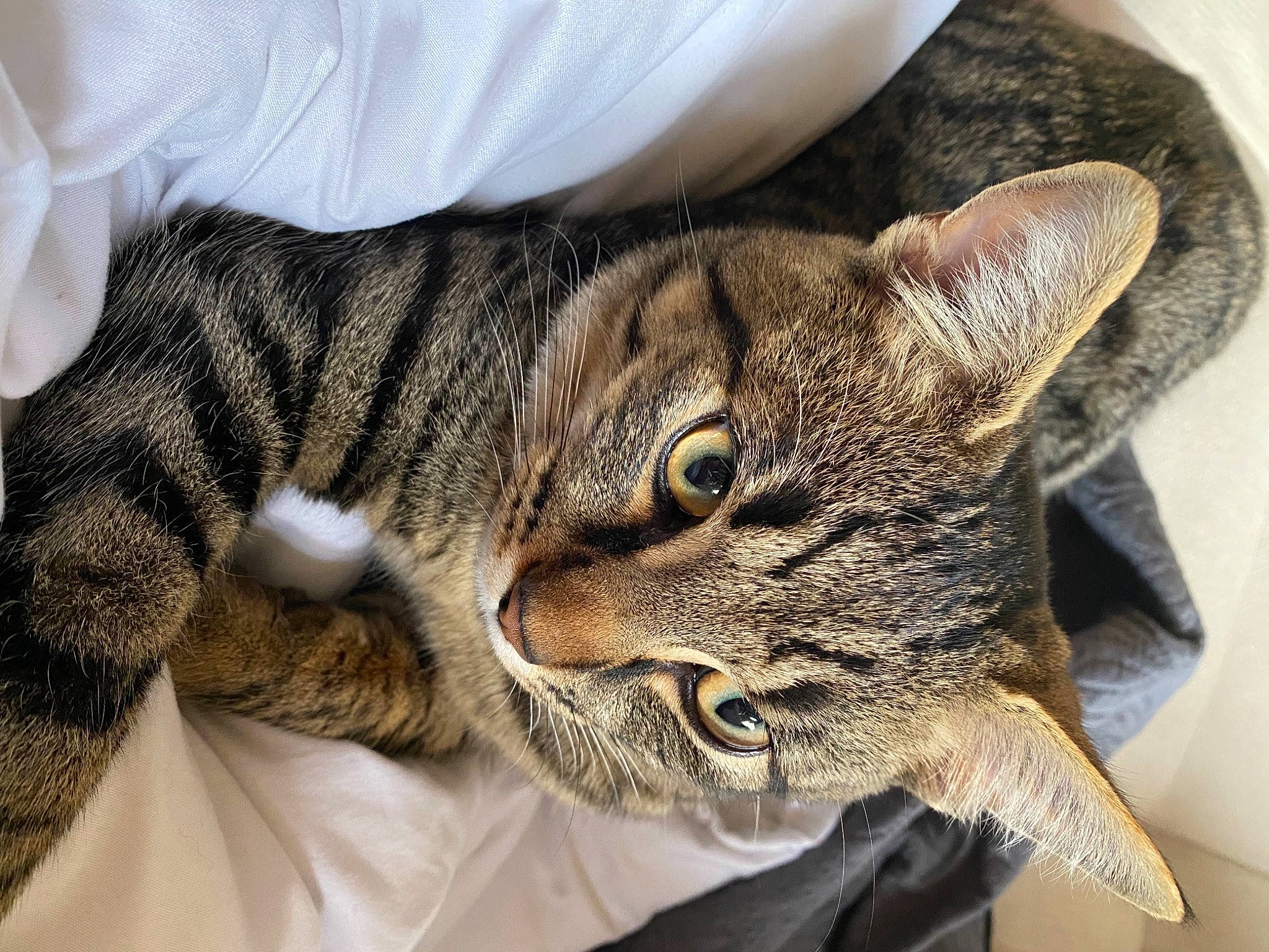 Stone a rejoint le concours — aidez-le/la à gagner de superbes lots ! carnivore, cat, comfort, domestic_short_haired_cat, ear, felidae, fur, paw, small_to_medium_sized_cats, snout, whiskers, wildlife