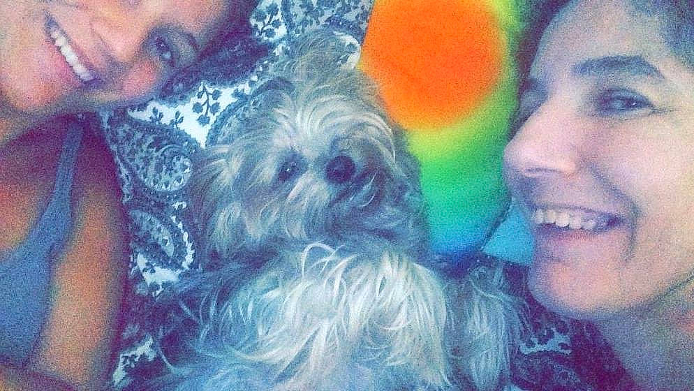 Losana a rejoint le concours — aidez-le/la à gagner de superbes lots ! carnivore, companion_dog, dog, dog_breed, ear, eye, fun, gesture, happy, head, iris, mammal, nose, organ, selfie, smile, snout, toy_dog, vertebrate, working_animal