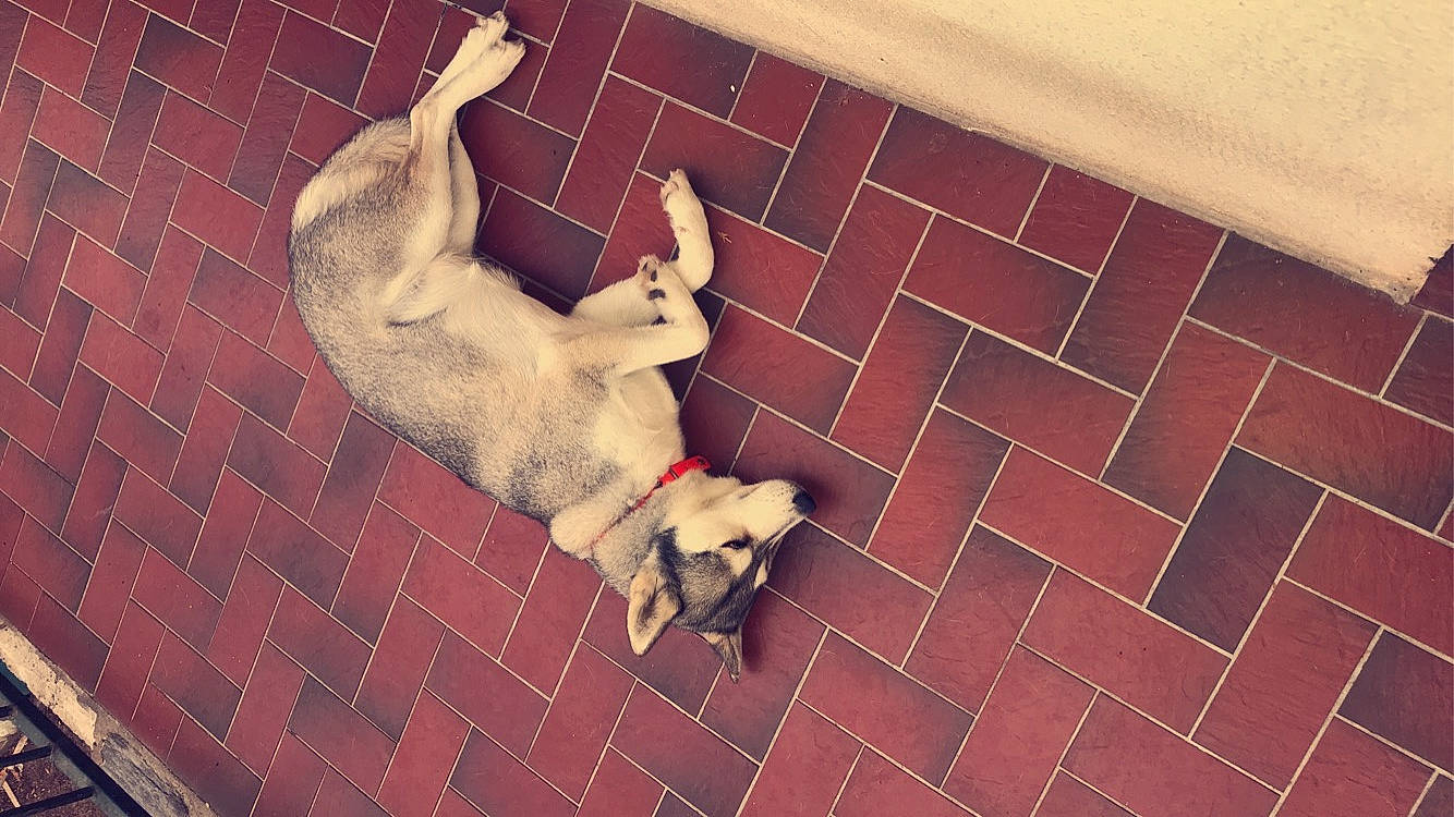 Youyou participe au concours pour gagner de l'argent avec cette photo : brick, brickwork, carnivore, companion_dog, dog, dog_breed, fawn, floor, flooring, fur, hardwood, metal, room, shadow, snout, sporting_group, tail, wall, wood, working_animal