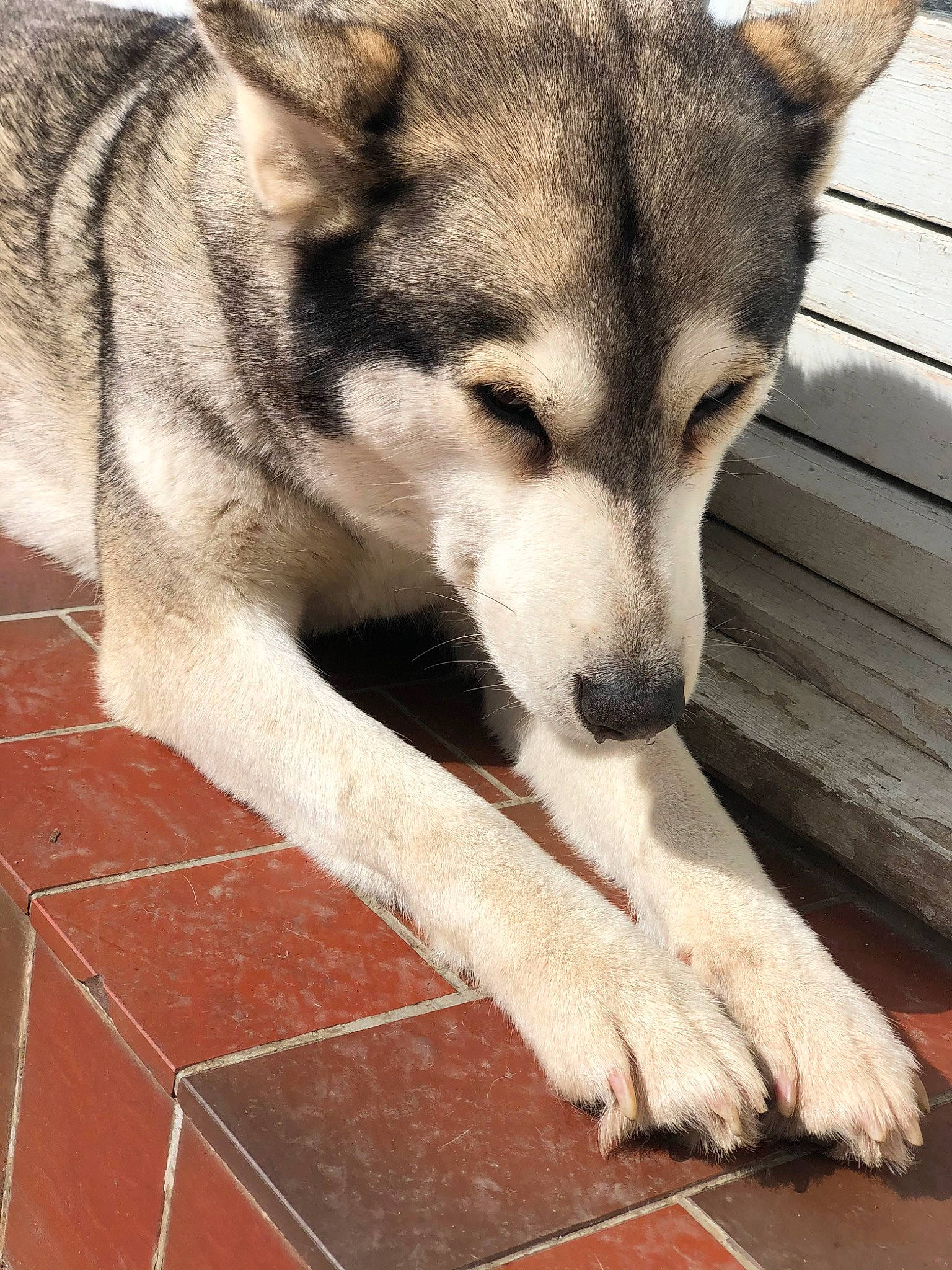 Youyou participe au concours pour gagner de l'argent avec cette photo : canidae, canis, carnivore, companion_dog, dog, dog_breed, fawn, flooring, fur, paw, sled_dog, snout, sporting_group, terrestrial_animal, whiskers, wildlife, wolf, wood, working_animal, working_dog